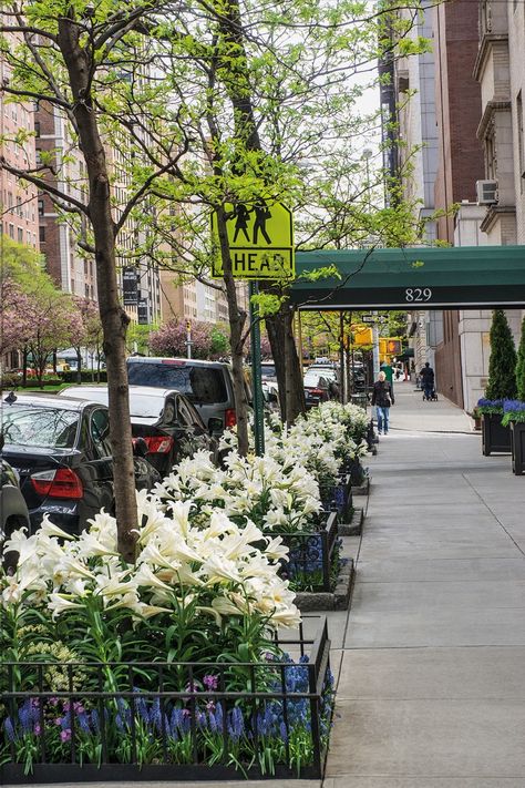 Sometimes the neglected patch of dirt surrounding a street tree is all the dirt you have. Some city gardeners have backyards and front gardens, but for oth Sidewalk Landscaping, City Tree, Tree Bed, Urban Tree, Front Gardens, Street Trees, Front Yard Fence, Bathroom Plants, Garden Route