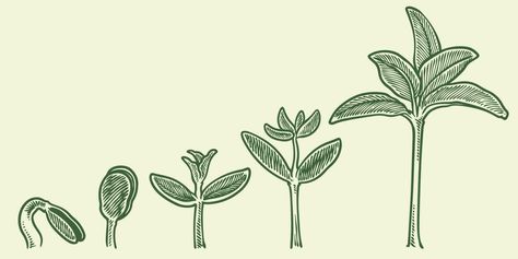 Plant growth stages vector. hand drawing engraving style illustration Growth Painting, Growth Drawing, Plant Growth Stages, Mother Images, Sprouting Seeds, Plant Problems, Plant Growing, Cartoon Flowers, Image Bank