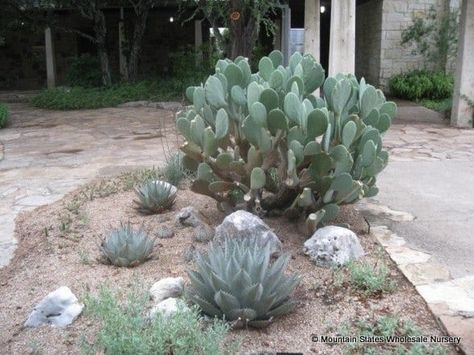 Cacti Landscape, Landscaping Inspiration, Yellow Blossom, Pear Cactus, Prickly Pear Cactus, Desert Garden, Home Landscaping, Cactus Garden, Prickly Pear