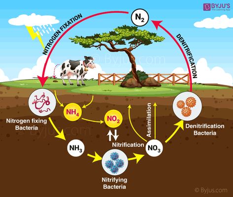 Nitrogen Cycle Diagram Sulphur Cycle, Biogeochemical Cycles, Animation Cycle, Hydrological Cycle, Human Life Cycle, Nutrient Cycle, Frog Life Cycle, Chicken Life Cycle, Nitrogen Fixation