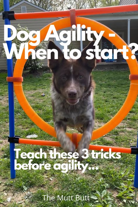 Agility Training For Dogs Diy, Puppy Agility Diy, How To Make A Dog Agility Course, Diy Agility Course For Dogs Backyards, Diy Dog Course, Dog Course Diy, How To Teach Your Dog Agility, Puppy Agility Training, Agility Equipment For Dogs