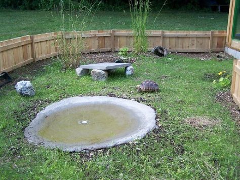 sulcata tortoise box - Yahoo Search Results Outdoor Tortoise Enclosure, Russian Tortoise Diet, Tortoise House, Tortoise Enclosure, Russian Tortoise, Tortoise Care, Tortoise Habitat, Desert Tortoise, Turtle Habitat