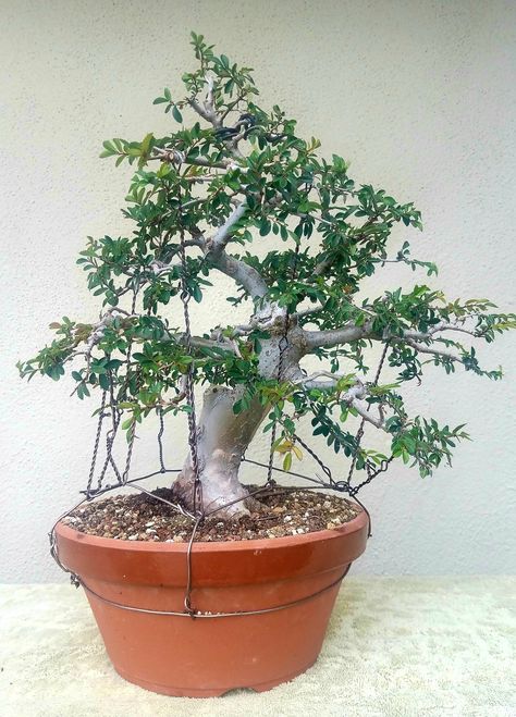 Picture 5 - I did some pruning and wiring on my Chinese Elm pre-bonsai. 10/1/17 Elm Bonsai, Pre Bonsai, Landscape Structure, Landscape Model, Bonsai Art, Webpage Design, Bonsai Trees, Landscape Projects, Bonsai Tree