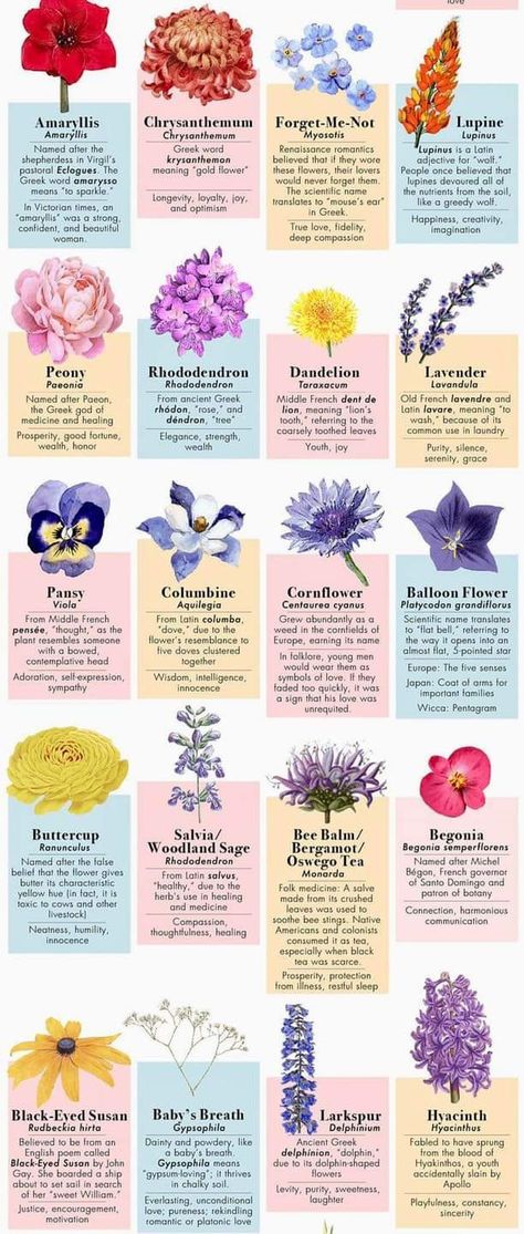 Flower Meanings Chart, Different Kinds Of Flowers, Flower Magic, Flower Chart, Flower Types, Different Types Of Flowers, Flower Guide, Flower Meanings, Nothing But Flowers