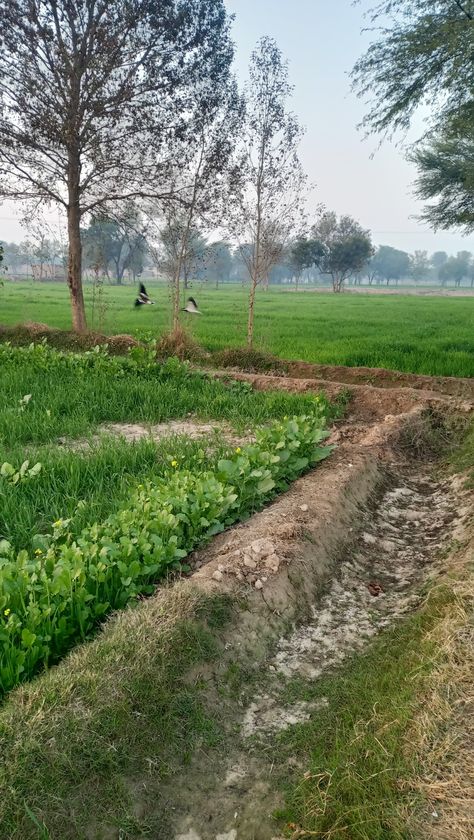 Punjab villages natural photo #village #punjab #sohnapind #myvillage #greenfields #punjab #nature #gardening Indian Village View Video, Old Village Photo, Punjab Village Photography, Village Life Aesthetic, Drawing Images Easy, Punjab Nature, Village Snap, Agriculture Drawing, Village Pic