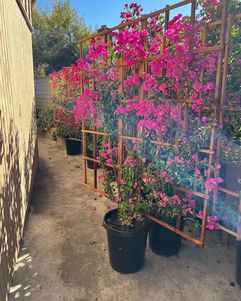 Bougainvillea Planting Ideas, Bougainvillea Trellis, Diy Trellis, Garden Trellis, Bougainvillea, Backyard Patio Designs, Big Waves, Outdoor Rooms, Patio Design