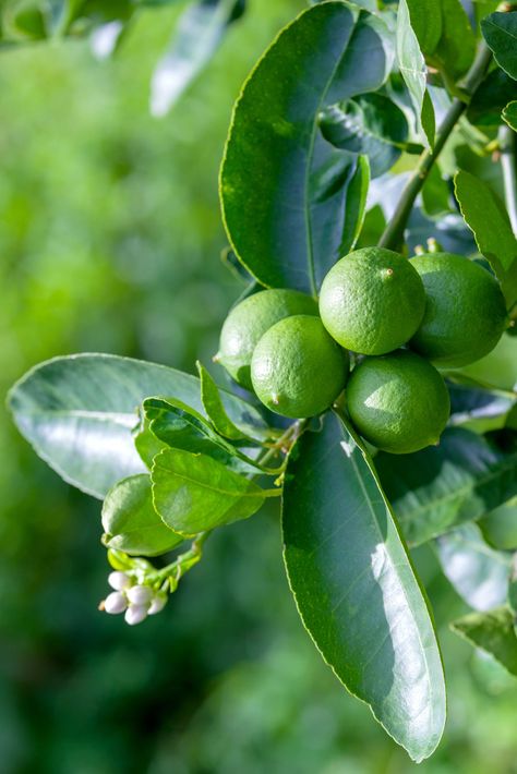 Health Benefits Of Lime, Newborn Valentines, Key Lime Tree, Lime Trees, Make Drinks, Floral Products, Lime Tree, Citrus Fruits, How To Make Drinks