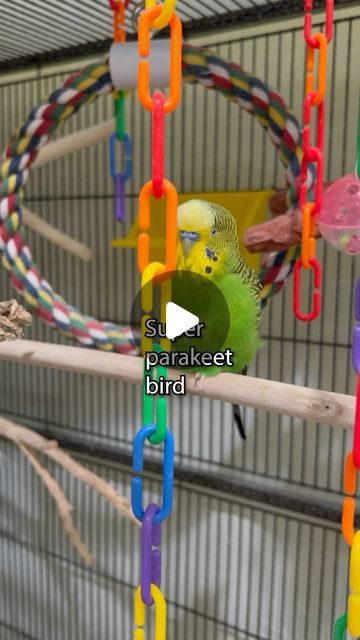 Parakeet Talking, Parakeet Bird, Budgies Bird, Budgie Parakeet, Parakeets, Cute Birds, In The Forest, Cute Quotes, The Forest