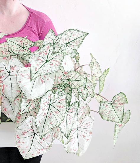 Strawberry Star Caladium, Caladium Strawberry Star, White Indoor Plants, White Houseplants, White House Plants, Cool House Plants, Plants Apartment, Plant Goals, Plants Are Friends