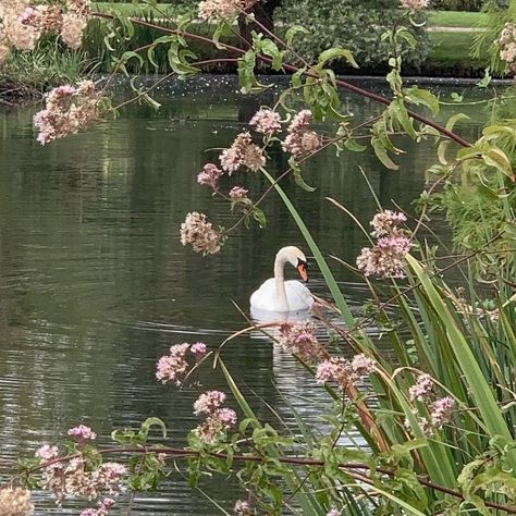 spring strolls 🎀🦢💐🩰 what’s your favorite season? . . . . . . . . . . princess | girly | girl blog | coquette | royalcore | regencycore | bridgerton | classy | elegant | vintage | antique | shabby chic | castle | palace | princesscore | spring #princess #girly #girlblog #coquette #royalcore #regencycore #bridgerton #classy #elegant #vintage #antique #shabbychic #castle #palace #princesscore #spring Elegant Pink Aesthetic, Vintage Romantic Aesthetic, Betty Core, Beatrice Core, Regencycore Aesthetic, Modern Aphrodite, Romantic Vintage Aesthetic, Pink Vintage Aesthetic, Vintage Princess Aesthetic