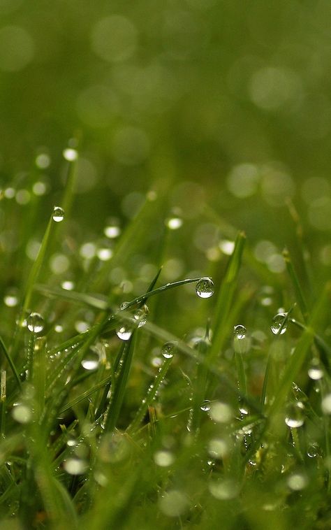 Dewy Grass Aesthetic, Dew Drops Aesthetic, Morning Dew Aesthetic, Dew Painting, Bright Dew, Dew Aesthetic, Dew Photography, Robin Aesthetic, Environment Photography