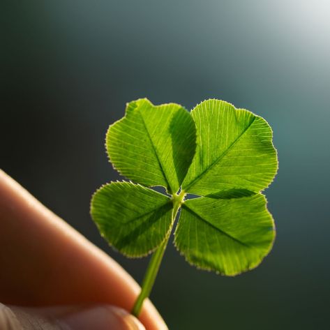 Clover Plant, 4 Leaves, Four Leaves, Four Leaf, Beautiful Places To Visit, Leaf Clover, Planting Seeds, Four Leaf Clover, Pictures To Draw