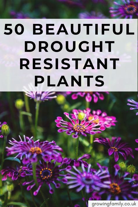 Drought And Frost Tolerant Garden Australian, Purple Drought Tolerant Plants, Drought Friendly Plants, Hot Climate Plants, Drought Garden Landscape Design, Dry Weather Landscaping, Mediterranean Landscaping Front Yard Drought Tolerant, Hot Dry Garden Ideas, Drought Tolerant Planter Ideas