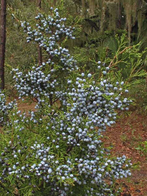 Juniperus virginiana var. silicicola (female), fruit, Bric… | Flickr Juniper Tree, Cumberland Island, Red Cedar, Stepping Stones, Florist, Georgia, Florida, Forest, Fruit