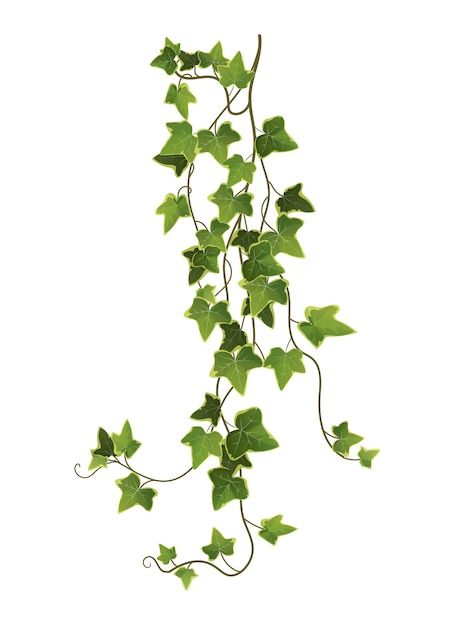 Creepers Plants, Vine Drawing, Heather Flower, Ivy Plant, Hedera Helix, Ivy Vine, Ivy Plants, Climbing Vines, Plant Illustration