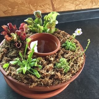 Carnivorous Plants Care, Carnivorous Plants Terrarium, Bog Plants, Plante Carnivore, Bog Garden, Tanaman Pot, Plants Diy, Plantas Bonsai, Pitcher Plant