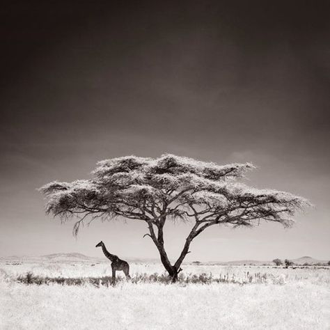 Giraffe Photography, Wildlife Photography Tips, Africa Tattoos, African Tree, Serengeti National Park, Acacia Tree, Afrikaanse Kunst, Black And White Landscape, A Giraffe