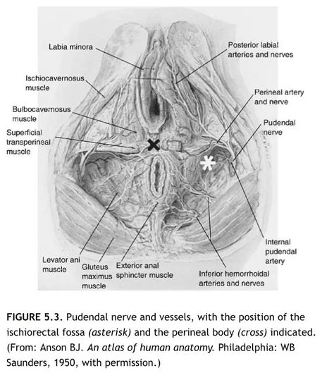 The nerves and vasculature of the clitoris are absent from OB/GYN literature. | by Jessica Pin | Medium Levator Ani, Biology Projects, Pineal Gland, Obstetrics And Gynaecology, Medical Education, Nerve, Body Image, Anatomy, Literature