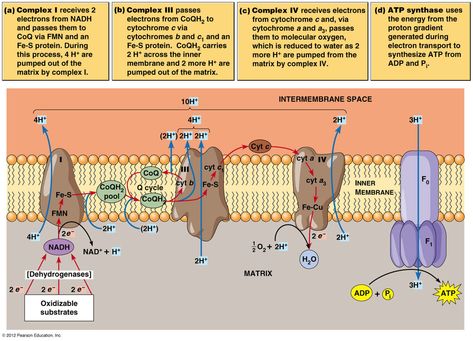 Electron transport chain Electron Transport Chain Diagram, Electron Transport Chain Notes, Electron Transport System, Mbbs Notes, Mcat Notes, Cellular Respiration Activities, Biology Basics, Aerobic Respiration, Biochemistry Notes