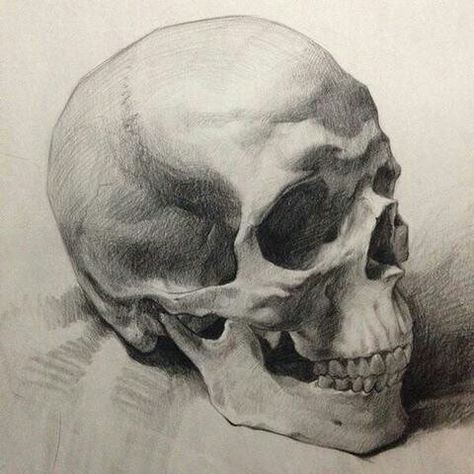 Art Du Croquis, Skull Sketch, Skeleton Drawings, Skulls Drawing, Charcoal Art, Skull Drawing, Human Skull, Anatomy Drawing, Charcoal Drawing