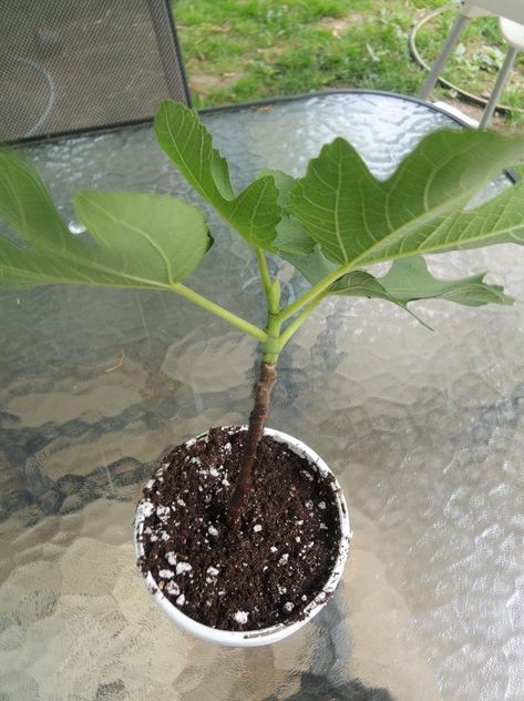 Fig Propagation, Fig Cuttings, Tree Propagation, Growing Fig Trees, Buah Tin, Fig Trees, Growing Fruit Trees, Tanaman Pot, Fig Fruit