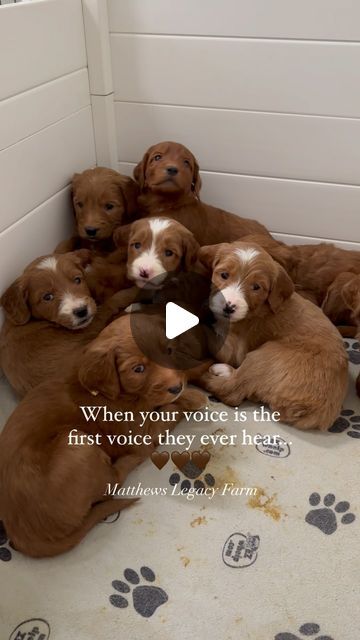 Goldendoodle Breeders, Goldendoodle, Your Voice, Puppy Love, Instagram A, Dogs, Animals, On Instagram, Instagram