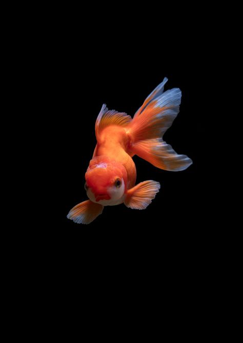 Oscar Fish, Photos Of Fish, Underwater Images, Ikan Koi, Orange Fish, Beta Fish, Golden Fish, Carpe Koi, Fish Wallpaper