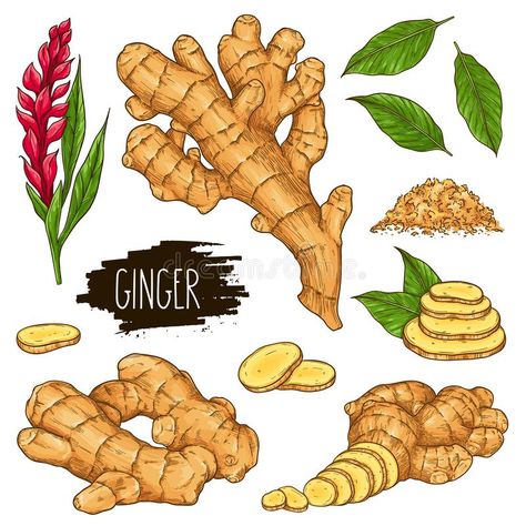 Kombucha Labels, Ginger Roots, Spices Packaging, Desain Editorial, Ginger Recipes, Family Cookbook, Watercolor Plants, Tea Packaging, Ginger Root