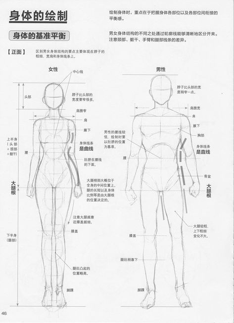 Anatomi Sketch, Manga Poses Reference, Anatomy Drawing Tutorial, Body Anatomy Drawing, Character Design Anatomy, Male Vs Female, Female Anatomy Reference, Man Anatomy, Anatomy Tutorial