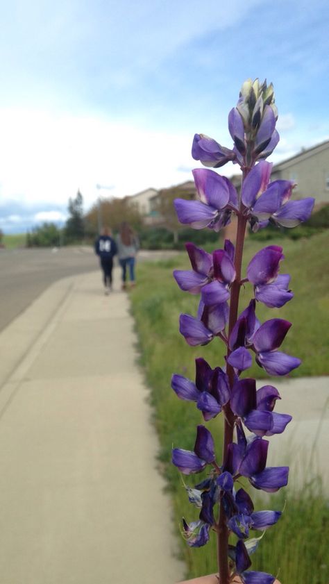 Poloride picture ideas Poloride Picture, Picture Ideas, Plants