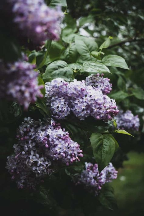 Lilac Bushes, Lilac Blossom, Weird Plants, Garden Harvest, Lilac Flowers, Garden Care, Flowers Garden, Water Flowers, Spring Flower