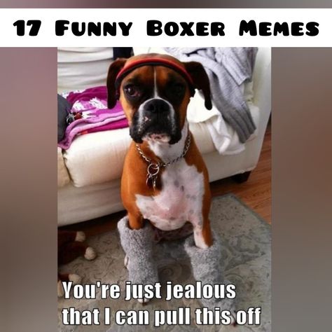 Boxers are considered service dogs. They were among the first to serve in the police, they are also used as guide dogs. But boxers are also bred as companions or guards and are perhaps best known for their dedication to family, owners, and special affection for children. Boxer Memes, Boxer Dog Quotes, Boxer Dogs Funny, Funny Boxer, Dog Jokes, Boxer (dog), Boxer Love, Guide Dog, Boxer Dogs