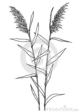 Reed Drawing, Line Art Vector, Pencil And Paper, Crayon, Line Art, Plant Leaves, Abstract Artwork, Pencil, Drawings