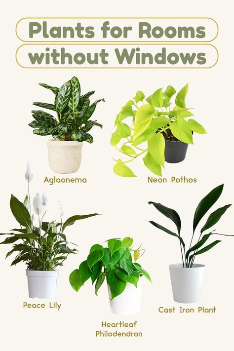 Low Light House Plants, Indoor Plants Low Light, Household Plants, Plant Care Houseplant, Indoor Plant Care, Inside Plants, Growing Plants Indoors, Best Indoor Plants, Low Light Plants