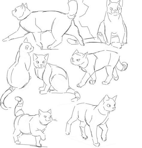 Drawing Reference Cat, Drawing Tutorial Cat, Cat Drawing Sketches, Cat Drawings Simple, Cat Drawing Ideas, Feline Anatomy, Cat Drawing Tutorial, Cats Art Drawing, Drawing Realistic