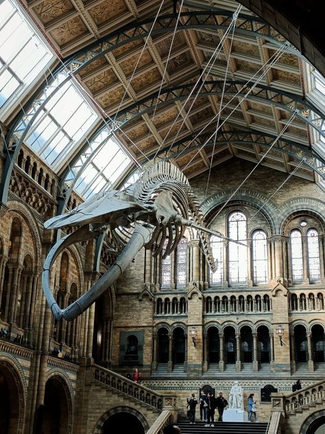 London National History Museum National History Museum London, Whale Skeleton, National History Museum, Natural History Museum London, Uk Trip, Natural History Museum, Interesting History, Uk Travel, History Museum