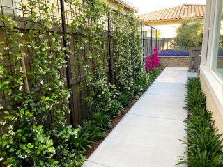 Vines On Fence Privacy Screens, Star Jasmine Trellis Privacy Screens, Jasmine Hedge Fence, Trellis Landscaping Ideas, Fence Screening Plants, Jasmine Fence Ideas, Jasmine Privacy Wall, Star Jasmine Privacy Screen, Jasmine Privacy Screen