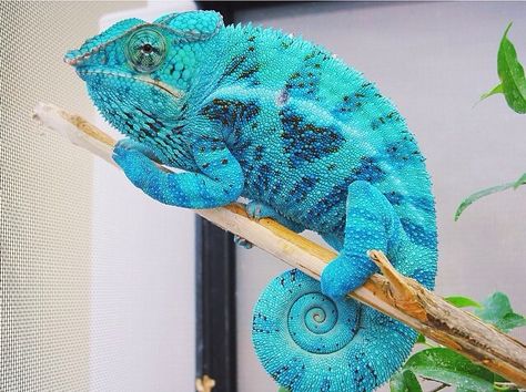 Blue panther chameleon Blue Chameleon, Panther Chameleon, Lizards, Littlest Pet Shop, Gecko, Pet Shop, Madagascar, Reptiles, Animal Drawings