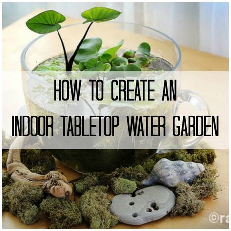 Make Your Own Stunning Indoor Tabletop Water Garden Growing Food Indoors, Indoor Vegetables, Indoor Water Garden, Diy Pond, Trendy Plants, Vertical Herb Garden, Indoor Vegetable Gardening, Garden Wallpaper, Diy Water