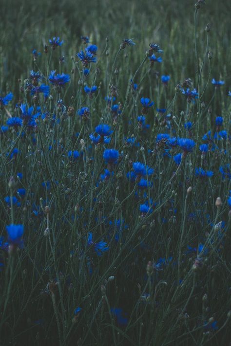 Submission by Irina Kostenich. Check out Irina's profile: https://www.pexels.com/u/iriser/ #landscape #field #flowers Dark Blue And Green Aesthetic, Blue Images Aesthetic, Blue And Green Aesthetic Wallpaper, Dark Blue Flowers Wallpaper, Blue Theme Aesthetic, Blue Astetic Photos, Blue Phone Wallpaper, Indigo Aesthetic, Mind Wallpaper