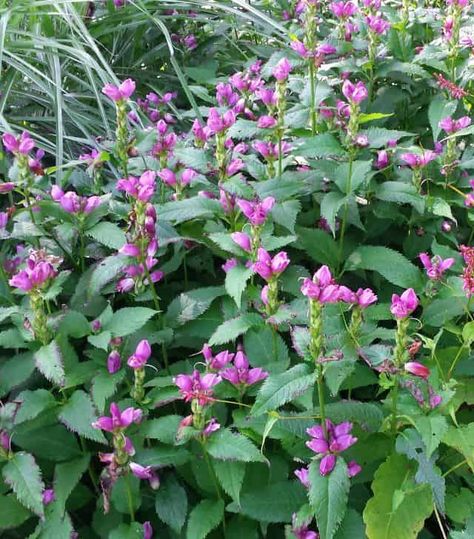 Top 8 Native Shade Pollinator Plants - Landscape Design, Installation, Maintenance and Native Plant Nursery | Lauren's Garden Service Pollinator Garden Design, Plants For Small Gardens, Plants Landscape, Coral Bells Heuchera, Small Purple Flowers, Pollinator Plants, Shade Garden Plants, Easy Plants To Grow, Greek Myth