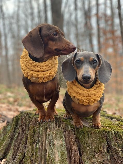 Dog Neck Warmer, Dog Fashion Clothes, Very Small Dogs, Dog Snood, Neck Warmers, Dog Fashion, Puppy Clothes, Dog Scarfs, Winter Dog