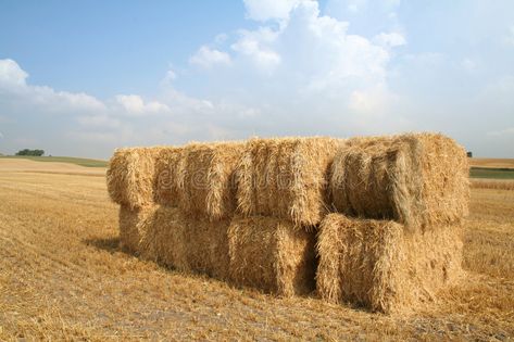 Bales of straw blue sky. Square bales of straw in field with blue summer sky. Ha , #spon, #sky, #Square, #blue, #Bales, #straw #ad Caravan Garden, Digital Design Trends, Straw Bales, Photography Jobs, Harvest Time, Summer Sky, Graphic Design Photography, Garden Furniture, Caravan