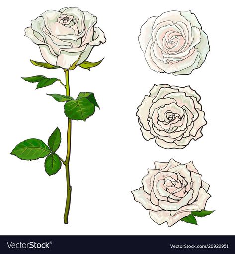 Cabbage Rose Drawing, Blooming Rose Drawing, Roses Drawing Reference, Roses Sketch Drawing, Rose Buds Drawing, Rose Reference Drawing, White Roses Drawing, Rose Drawing Reference, White Rose Illustration