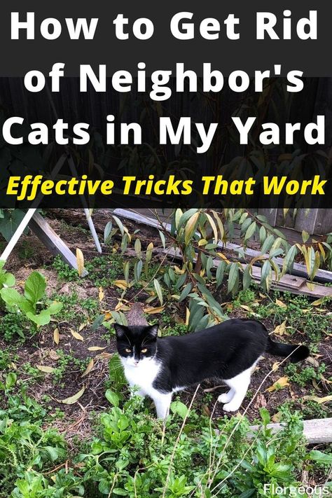 How to Get Rid of Cats Cat Yard Deterrent, How To Repel Cats From Yard, How To Keep Cats Out Of Sand Boxes, Natural Cat Repellent Yards, How To Repel Stray Cats, How To Get Rid Of Cats, Stray Cat Repellent Yards, Stop Cats From Pooping In Yard, Natural Cat Deterrent