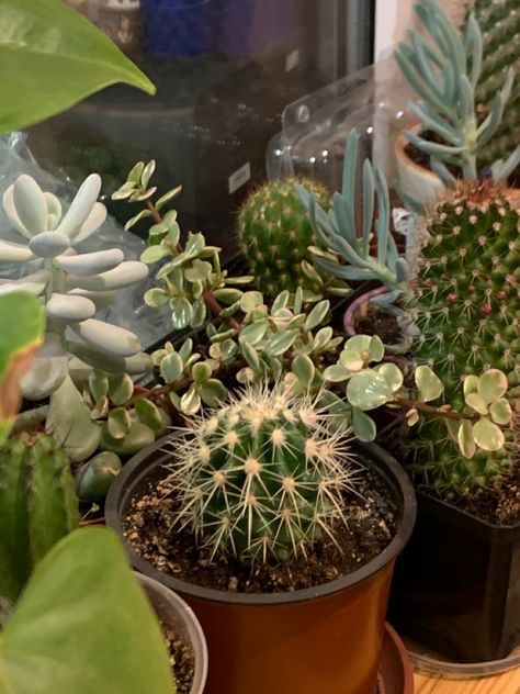 #cacti #succulents Cacti Aesthetic, Textiles Ideas, Birds And The Bees, Plant Aesthetic, Natural Form, Butterfly Garden, Natural Forms, Cacti And Succulents, Vision Board