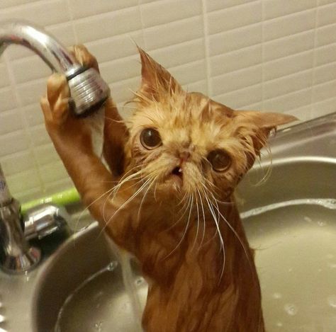 “What are you looking at? JUST A CAT LOVIN’ ON HIS FAUCET, NOTHING TO SEE HERE.” | 17 Cats Who Actually Love Being In The Water A Cat, Funny