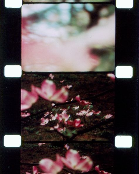 Anthology Film Archives on Instagram: “🌸 Film frames from Jonas Mekas's WALDEN (DIARIES, NOTES, AND SKETCHES), 1969. ⁠ Available for online rental via Kino Lorber’s KinoNow…” Grand Isle, Color Pallete, Film Archive, Film Inspiration, Godzilla Vs, Animal Crackers, Literature Art, Tom And Jerry, Free Movies