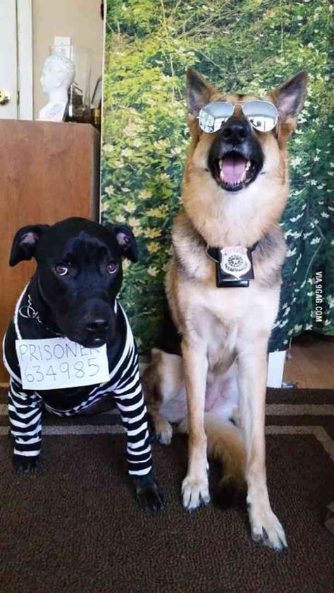 Dogs Costumes, Cute Dog Halloween Costumes, Best Dog Halloween Costumes, Cat Costume Diy, Halloween Costumes Diy, Cute Dog Costumes, Meme Costume, Chat Diy, Diy Dog Costumes