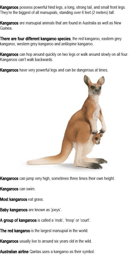 Kangaroo facts for kids http://firstchildhoodeducation.blogspot.com/2013/09/kangaroo-facts-for-kids.html Kangaroo Facts For Kids, Australia Crafts For Kids, Australia Preschool, Kangaroo Facts, Kangaroo Craft, Kangaroo Kids, Natural Playground Ideas, Australia Crafts, Red Kangaroo